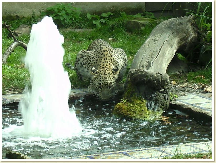 Hannover 2008 Zoo (3)